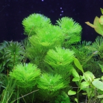 植栽から16日目（トリミングから3日目）　カボンバ